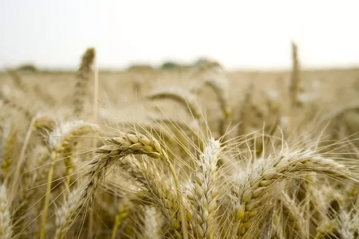 Hore! Produksi Padi di Banten Meningkat, Petani Makin Sejahtera