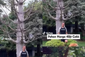 Viral Aset Pohon Milik Rafael Trisambodo  Seharga Rp40 Juta, Berikut Informasinya