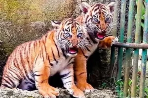 BKSDA Sumbar: Harimau yang Makan Kerbau di Solok Selatan Diduga Anak Inyiak yang Belajar Berburu