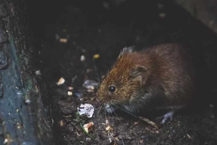 Mengenal Apa Itu Leptospirosis, Penyakit Menular yang Disebabkan Urine Hewan