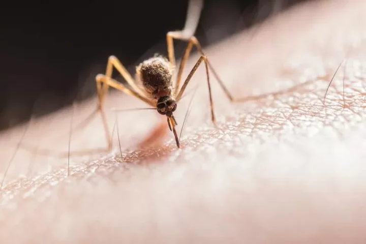 Bahaya penyakit malaria, simak deretan faktanya, salah satu komplikasinya disebut dapat mengalami gagal ginjal