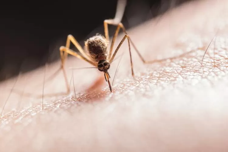 Bahaya penyakit malaria, simak deretan faktanya, salah satu komplikasinya disebut dapat mengalami gagal ginjal