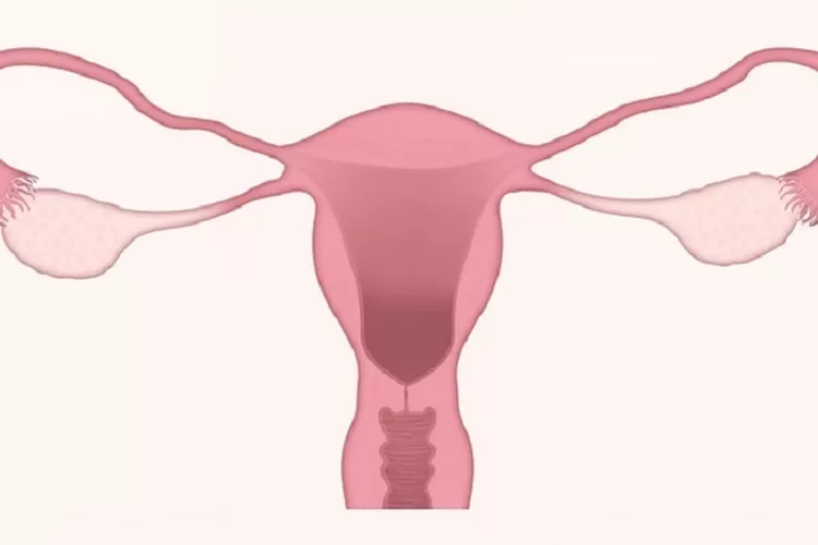 Ladies harus tahu! Perhatikan 5 cara tepat membersihkan vagina agar kesehatan reproduksi tetap terjaga