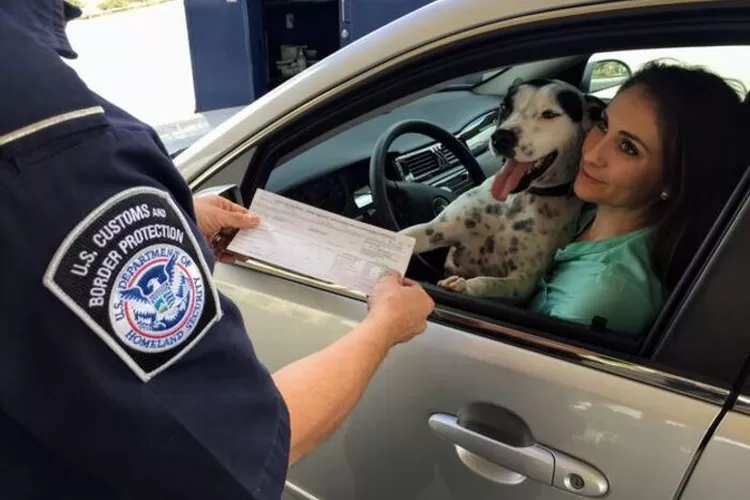 Mengenal bahaya dari virus rabies yang ditularkan oleh anjing gila, salah satu gejala dapat menyebabkan kejang