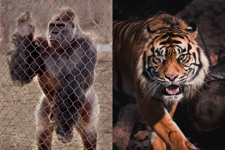 Gak main ke Ragunan karena takut ketemu kembaran? Inilah zoophobia, ketakutan yang berlebihan terhadap hewan