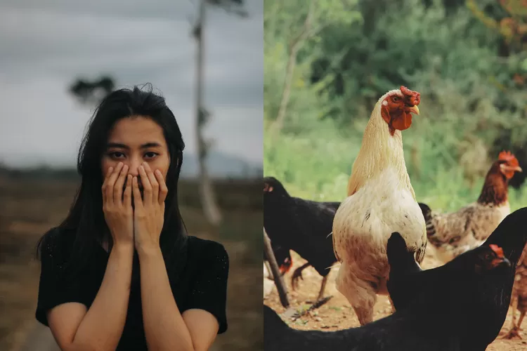 Ngeri mampir KFC gegara takut sama ayam? Inilah alektorophobia, pemicunya karena tinggal di desa