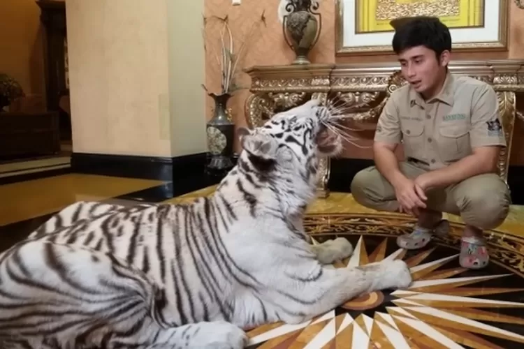 Diajak house tour ke dalam rumah Alshad Ahmad, Selen si harimau putih bertualang di tempat tinggal pemiliknya