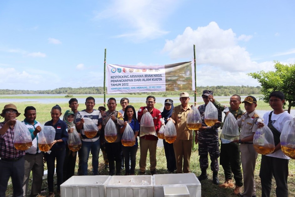Kementerian Kelautan dan Perikanan (KKP) melepasliarkan 223 ekor Arwana Jardini (Scleropages jardinii) di Kampung Kweell, Papua Selatan.