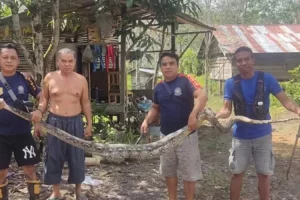 Geger! Ditemukan ular piton di pemukiman Kalimantan Tengah, intip manfaat konsumsi hewan berbisa ini