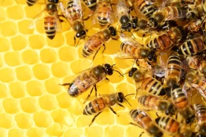 7 Manfaat propolis untuk kesehatan yang jarang diketahui, salah satunya bisa cegah alzheimer!