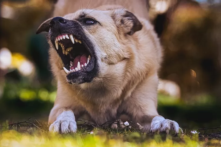 Balita meninggal dunia karena terinfeksi rabies di NTT, simak gejala dan cara penanganan jika terkena gigitan