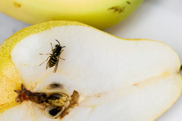 Apakah masih aman memakan makanan yang dihinggapi lalat? Berikut penjelasan singkatnya menurut peneliti