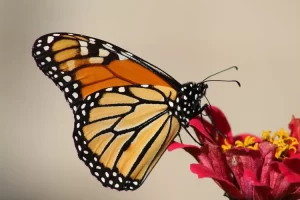 Kenali lepidopterophobia, sebuah kondisi ketakutan yang berlebihan terhadap kupu-kupu dan serangga