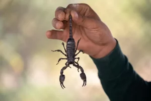 Scorpion sting: Sengatan kalajengking yang bikin nyeri yang tidak tertahankan, dapat merenggut nyawa seseorang