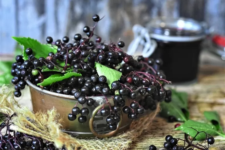 Jadi bahan pengobatan tradisional, simak deretan manfaat kesehatan dari elderberry yang dapat atasi gejala flu