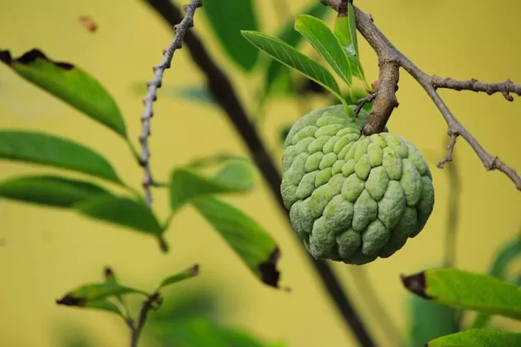 Dijuluki sebagai buah nona, inilah 4 deretan manfaat kesehatan buah srikaya, nomor 2 bikin badan tambah kebal!