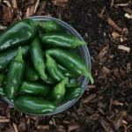 Konon ini cabe terpedas di dunia, simak 5 deretan manfaat cabai jalapeno yang bisa bikin lidah kamu terbakar