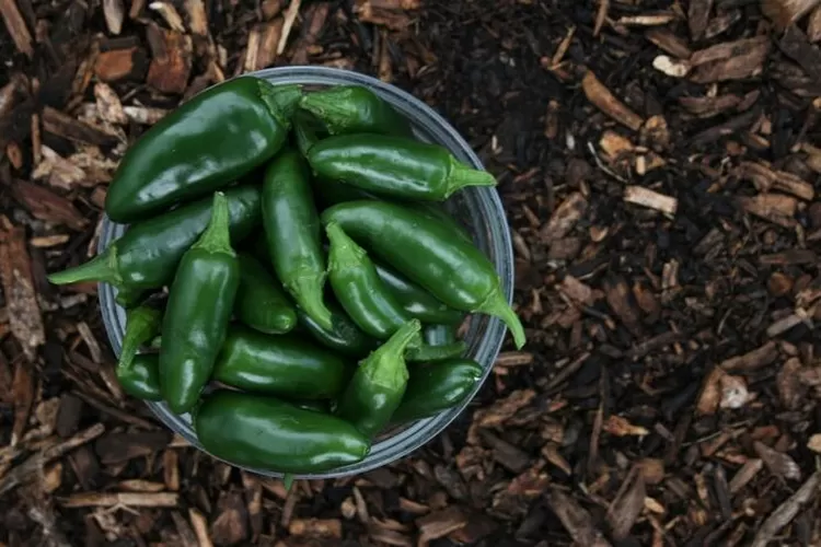 Konon ini cabe terpedas di dunia, simak 5 deretan manfaat cabai jalapeno yang bisa bikin lidah kamu terbakar