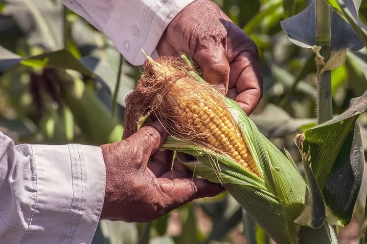 Tak banyak orang tahu, ini manfaat rambut jagung untuk kesehatan, bisa cegah kolesterol loh!