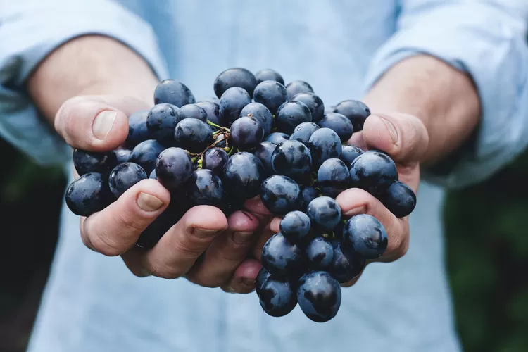 Simak 6 manfaat anggur bagi kesehatan, salah satunya bagus untuk kesehatan mata