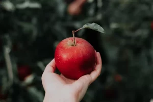 Ingin diet sehat? Yuk aplikasikan 8 manfaat apel bagi tubuh