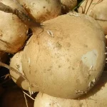 Suka rujak? Simak 6 manfaat bengkoang bagi kesehatan