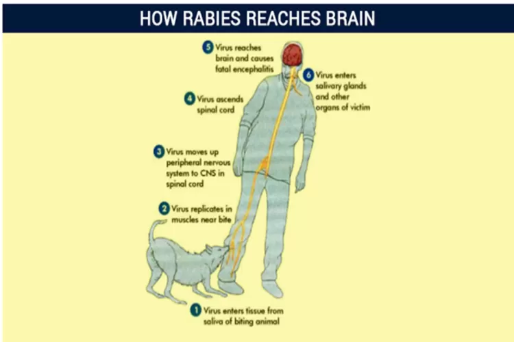 WHO targetkan rabies hilang 7 tahun lagi, penyakit anjing gila dari zaman mesopotamia sejak ribuan tahun lalu