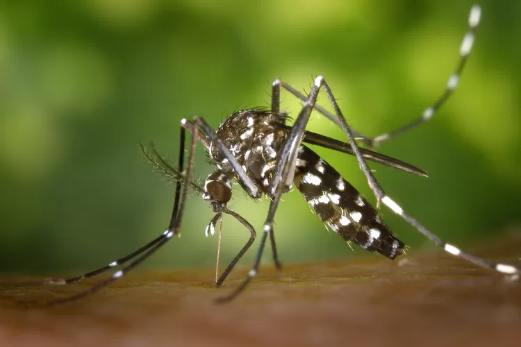 Kabar baik, Sorong Selatan jadi daerah pertama di Papua Barat yang bebas malaria