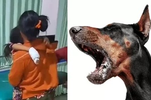 Lagi, Bocah Tewas setelah Digigit Anjing Peliharaannya yang Diduga Rabies, Ini Sejarah Rabies di Indonesia