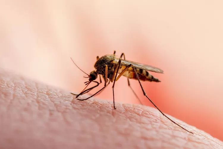 Kemenkes sebut 2030 Indonesia bebas malaria, pakar: Jangan lupakan 3 hal krusial ini