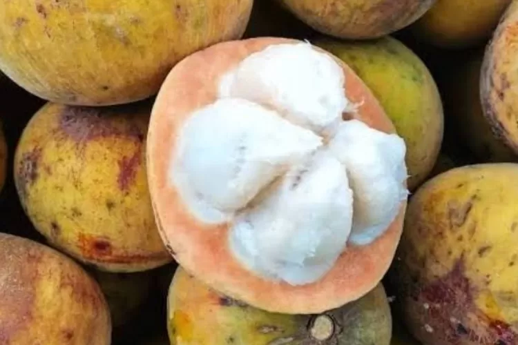 Usir nyamuk dan rayap cuma pakai buah kecapi, alami dan aman tanpa efek samping