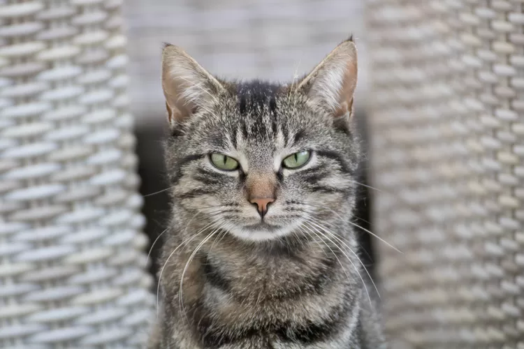 Tak hanya menjangkit anjing, inilah 3 gejala kucing terkena rabies yang wajib diketahui cat lovers