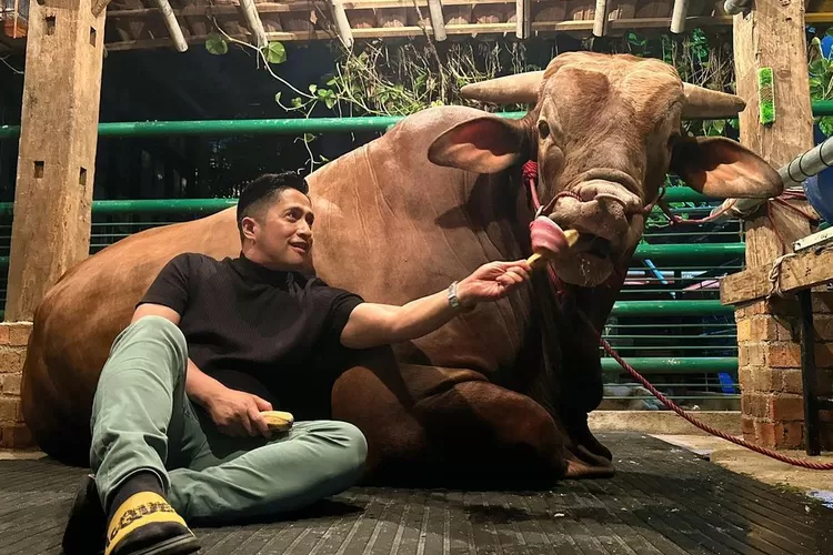 Deretan artis Tanah Air yang kurban Sapi Jumbo untuk Idul Adha 2023, ada Irfan Hakim hingga Nathalie Holscher