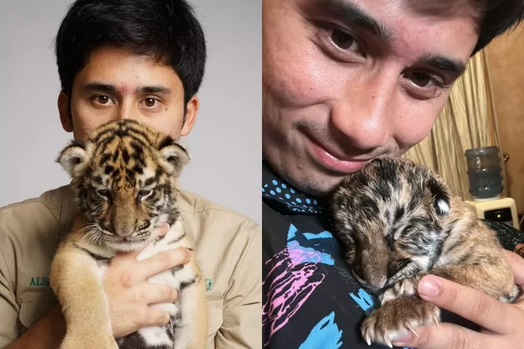 Cenora, anak harimau ke 7 yang mati di peliharaan Alshad Ahmad! Netizen geram singgung soal konten hingga anak