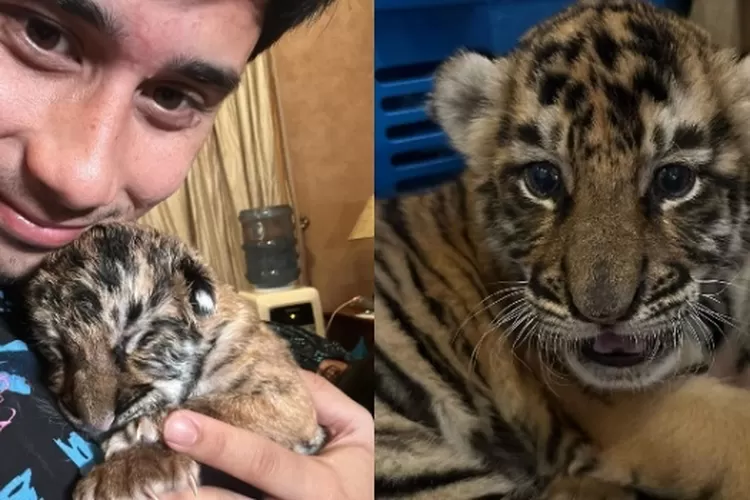 Anak harimau mati lagi, Alshad Ahmad malah disalahkan warganet, kok bisa?