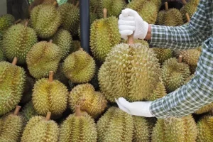 Inilah 4 Daerah Penghasil Durian Terlezat dan Terbesar di Sumatera Utara dan di Tanah Air