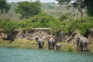 Obati Rasa Penasaran, Mari Melihat Gajah Sumatera Lebih Dekat di Taman Nasional Way Kambas