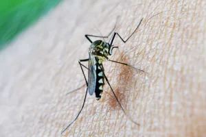Musim kemarau jadi ajang peningkatan populasi binatang serangga! Intip 9 cara efektif atasi  keberadaan nyamuk