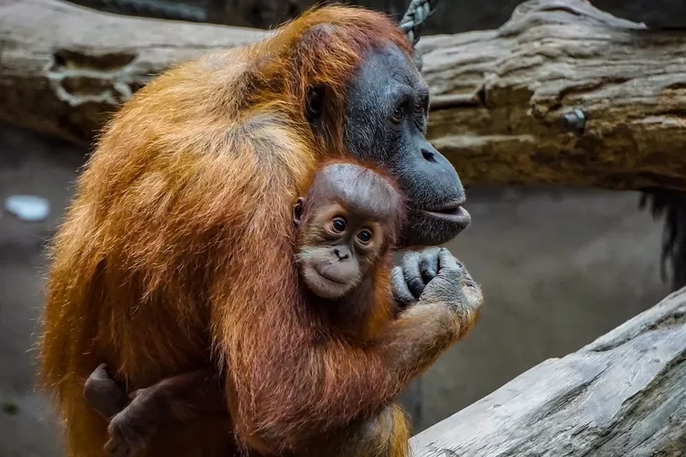 Orang utan menjadi sumber inspirasi film Petualangan Sherina 2, kenali si kerabat dekat manusia