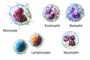 Apa itu leukosit? Kenali jenis-jenis sel darah putih beserta fungsinya yang perlu kamu ketahui