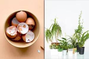 Jangan dibuang! Berikut manfaat cangkang telur yang belum kalian ketahui beserta cara pengolahannya