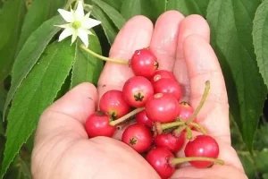 Manfaat buah Kersen, tanaman semak yang ternyata kaya manfaat hingga jadi penunjang reboisasi di Filipina