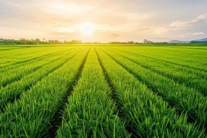 Ilustrasi sawah (Foto: Shuterstock)