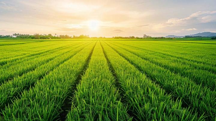 Ilustrasi sawah (Foto: Shuterstock)